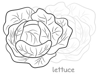 schwarz weißer gezeichneter Kopfsalat 