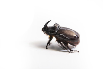 Rhinoceros beetle Oryctes nasicornis in white background