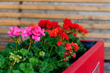 Pink garden geranium flowers in pot , close up shot / geranium f