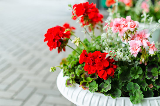 Red garden geranium flowers in pot , close up shot / geranium fl