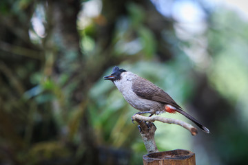 Bulbul,Bird,Wild birds