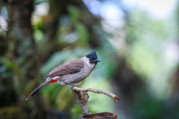 Bulbul,Bird,Wild birds