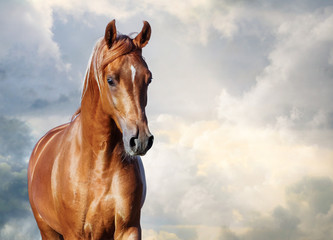 portrait de cheval arabe alezan