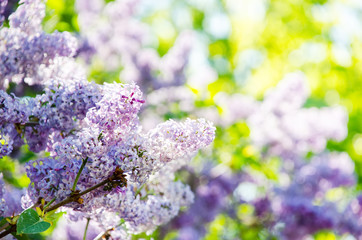 Branch of lilac flowers. Beautiful bokeh