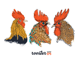 Rooster drawing illustration vector set