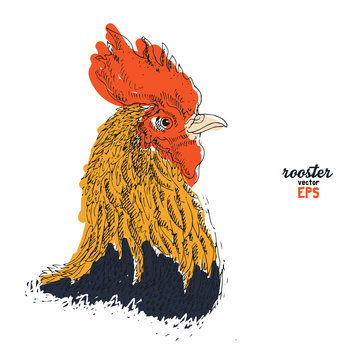Rooster drawing illustration vector