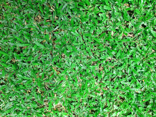Green grass seamless texture background