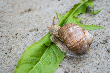 Weinbergschnecke und das Löwenzahnblatt