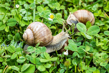Weinbergschnecke im Klee