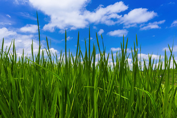 Fototapeta premium Grass and cloudy sky