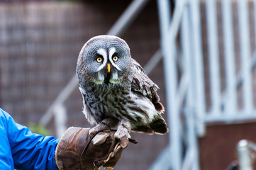 Grey owl