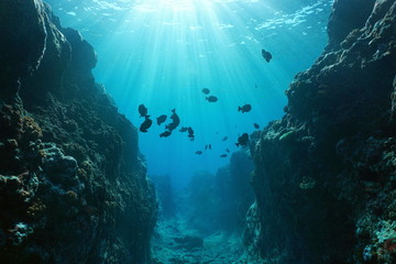 Kleine Schlucht unter Wasser, die durch die Dünung in das Vorderriff geschnitzt wurde, mit Sonnenlicht durch die Wasseroberfläche, Insel Huahine, Pazifischer Ozean, Französisch-Polynesien © damedias