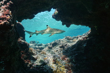 Natural hole underwater into the fore reef with a blacktip reef shark, Carcharhinus melanopterus, Huahine island, Pacific ocean, French Polynesia