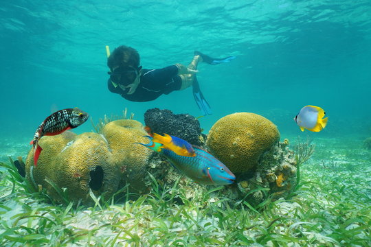Man snorkeling underwater looking coral with tropical fish, Caribbean sea