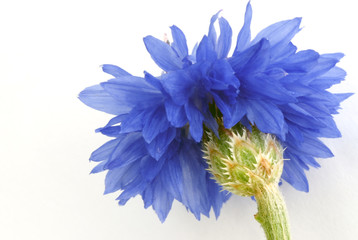 Kornblume von unten vor weißem Hintergrund