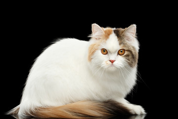 Obraz premium Portrait of Mad Scottish Highland Straight Cat, White with Red Color of Fur, Sitting and Curious Looks, Isolated Black Background, Side view, Grumpy Face