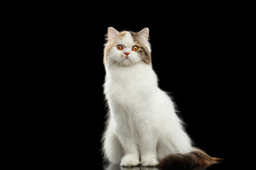 Fototapeta na wymiar Funny Portrait of Angry Scottish Highland Straight Cat, White with Red Color of Fur, Sitting and Curious Looks, Isolated Black Background, Front view, Grumpy Face