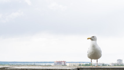 sea gull bird postcard