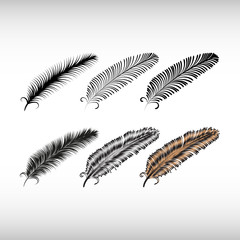 Set of decorative animals feathers. Hand drawn vector art.