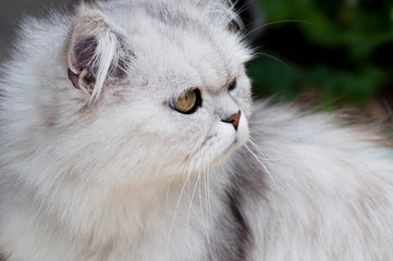 Fototapeta premium Chat angora.