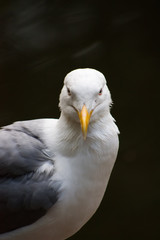 Proud Seagull frivolous