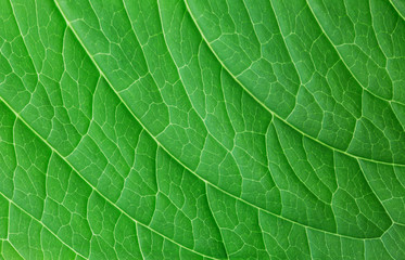 natural background, structure of green leaf