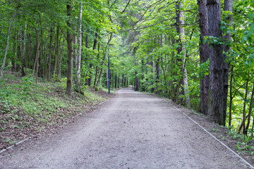 Hiking trail through a green forest