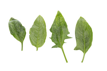 Fresh amaranth leaves isolated on white background