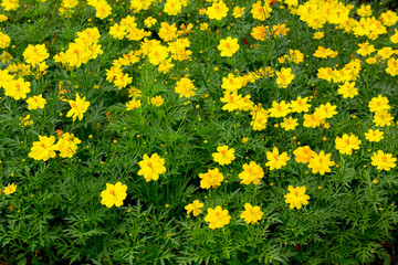 Cosmos flower in field