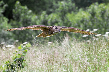 Euroasian Eagle Owl in flight