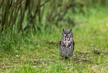 African Spotted eagle Owl in green forest