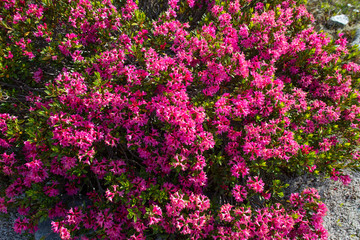 Fototapeta premium articular group of rhododendron