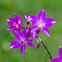 purple  orchid flower