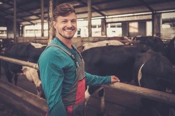 Young farmer feeding in the cowshed in dairy farm.