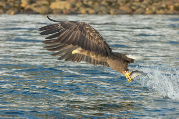 White-tailed Eagle Hunting