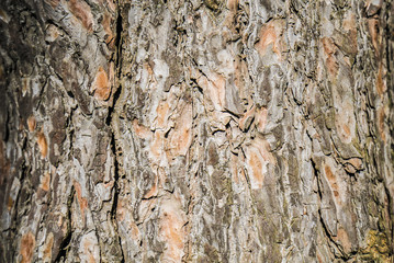 Pine bark texture macro shot for background