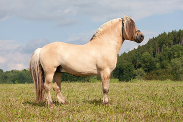 Portrait of nice fjord horse