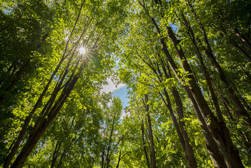 Sunlight through the spring green leaves