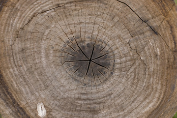 Wood rings texture