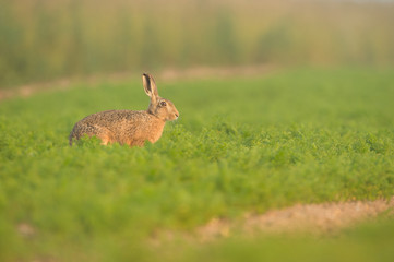 Brown Hare in Carrot Crop