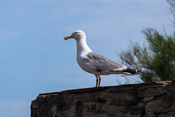 Möwe
