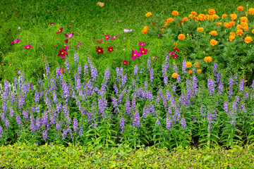 colorful flower in the garden