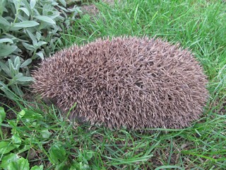 Hedgehog in grass