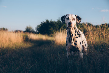 Cute Dalmatian Dog In A Cornfield
