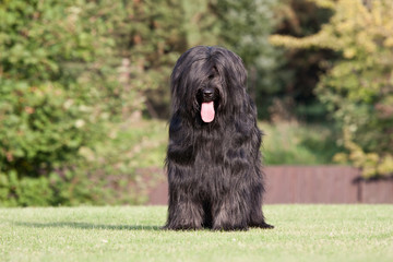 Portrait of nice briard