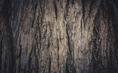 Bark of tree texture and background 3