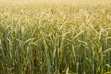 field of winter wheat in Russia