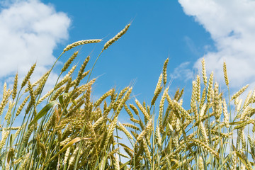 Obraz premium ear of wheat against the sky