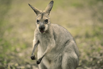 Naklejka na ściany i meble Australian wallaby outdoors on the grass.