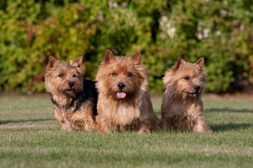 Three nice norwich terrier